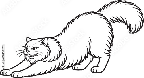 Fotografi Ragamuffin cat stretching forward line art, fluffy longhair cat stretch pose out