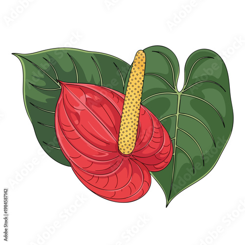 Vibrant Anthurium Plant with Bright Red Spathes and Green Leaves