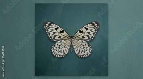 Black and white butterfly specimen displayed on a teal background.
