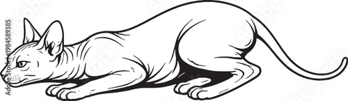 Sphynx cat pouncing low crouch black and white line art hairless cat breed hunting posture illustration