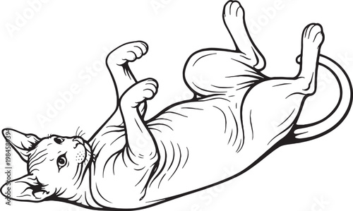 Sphynx cat lying belly up playful black and white line art hairless cat breed illustration isolated