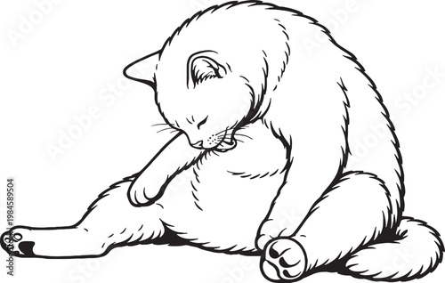 Chartreux cat grooming belly line art black and white vector isolated feline grooming behavior illustration