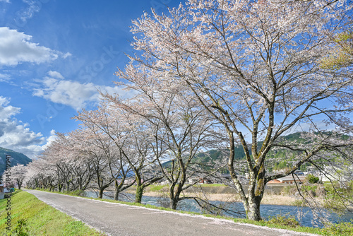 快晴の澄んだ青空と美しい桜並木の風景写真　　【岐阜県郡上市】