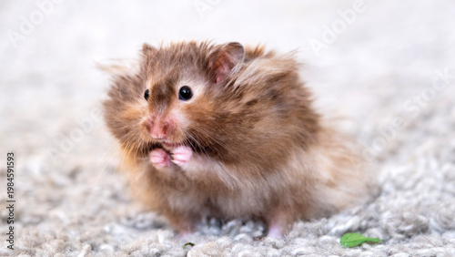 Slika na platnu Fluffy Syrian hamster, long coat, home pet, tame, eating, pet for family, child friendly, vegetarian, content for pet shop, blog, magazine, education