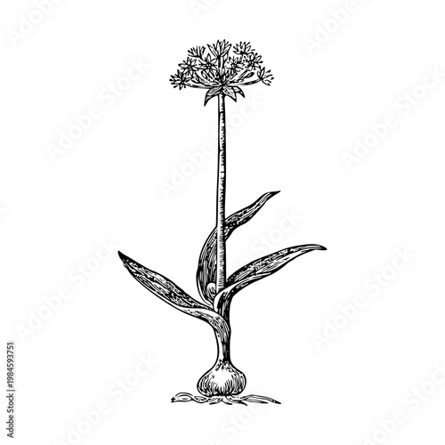 wild garlic illustration