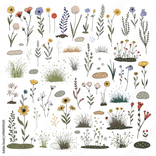 Wildflower and Meadow Grass Elements Pack, Botanical Vector Set