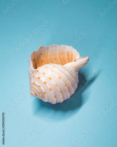 Spiral Seashell Open Shell On Blue Background, Minimal Studio Still Life
