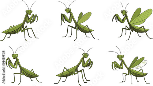 Praying Mantis Insect Collection with Different Poses and Angles Detailed Green Mantodea Bug Nature Wildlife Vector Illustration Set