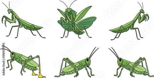 Praying Mantis and Grasshopper Insect Collection with Different Poses Detailed Green Orthoptera and Mantodea Wildlife Vector Illustration Set