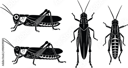 Bild auf Leinwand Grasshopper Silhouette Collection with Side and Top View Insect Shapes Black Sol