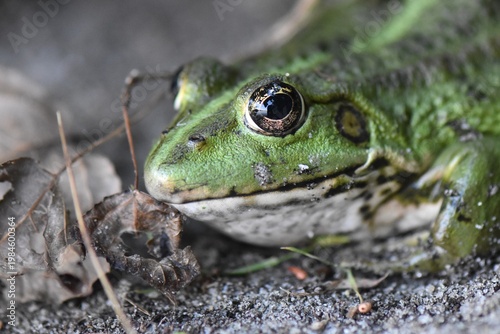 Green frog face close up