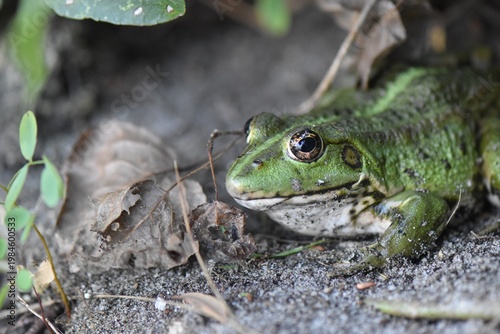 Green frog face close up