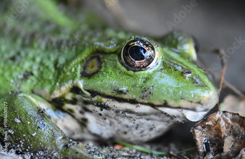 Green frog face close up