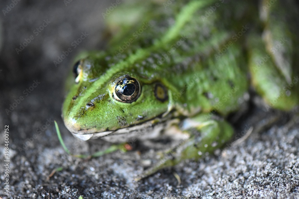 Obraz premium Green frog face close up