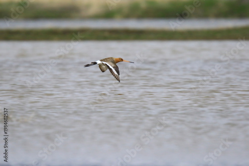 Wildlife - birds. Black-tailed godwits are found in flocks near the seaside in winter. They breed in wetlands, meadows and pastures. They usually feed on invertebrates.