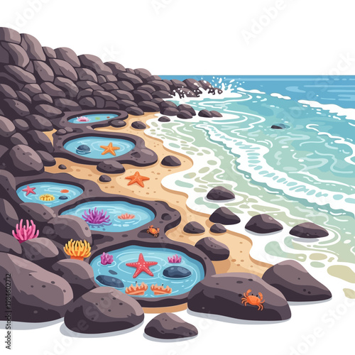 Ocean Tide Pools with Starfish and Coral on Rocky Shoreline
