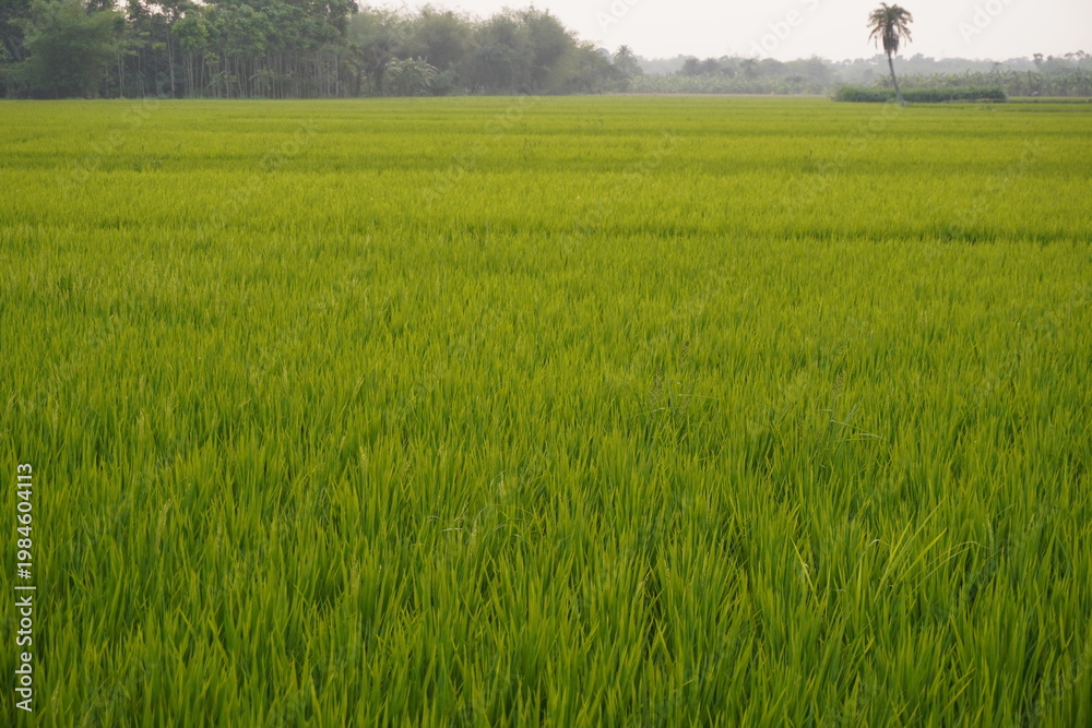 Obraz premium Lush Green Rice Field with Palm Tree