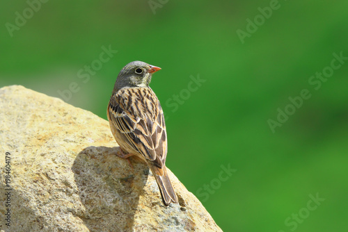 Picture of a ortolan bunting finch (Emberiza hortulana) perched on a rock.