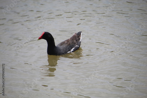 Moorhen - Gallinula galeata