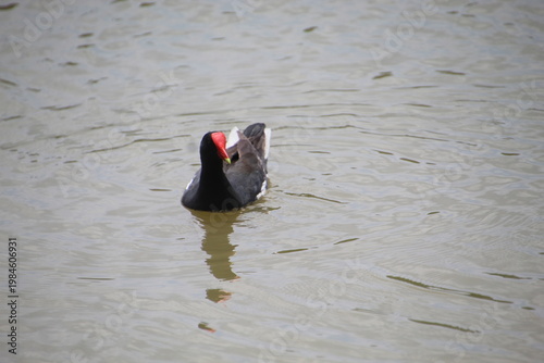 Moorhen - Gallinula galeata
