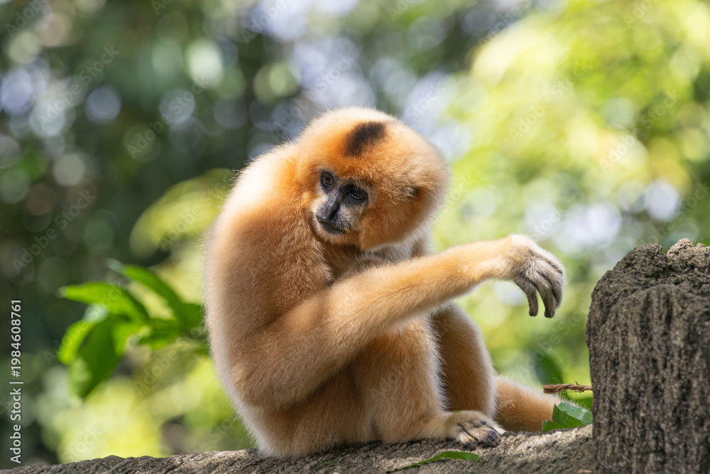 Naklejka premium A yellow-cheeked gibbon in the a forest. Gibbon's mother. A cute primate with long legs in the Asian rainforest. 