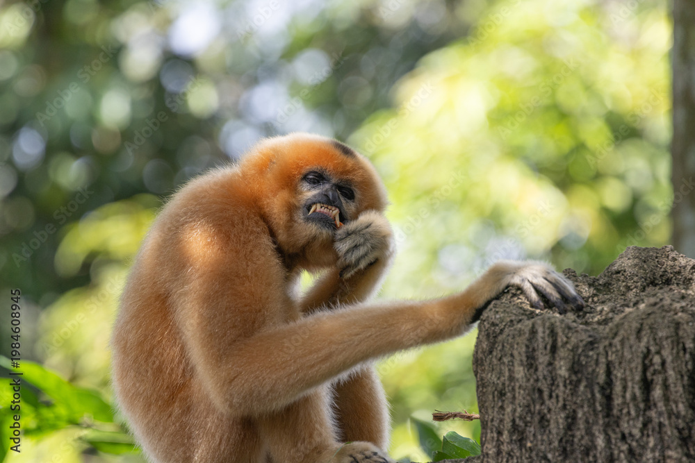 Obraz premium A yellow-cheeked gibbon in the a forest. Gibbon's mother. A cute primate with long legs in the Asian rainforest. 