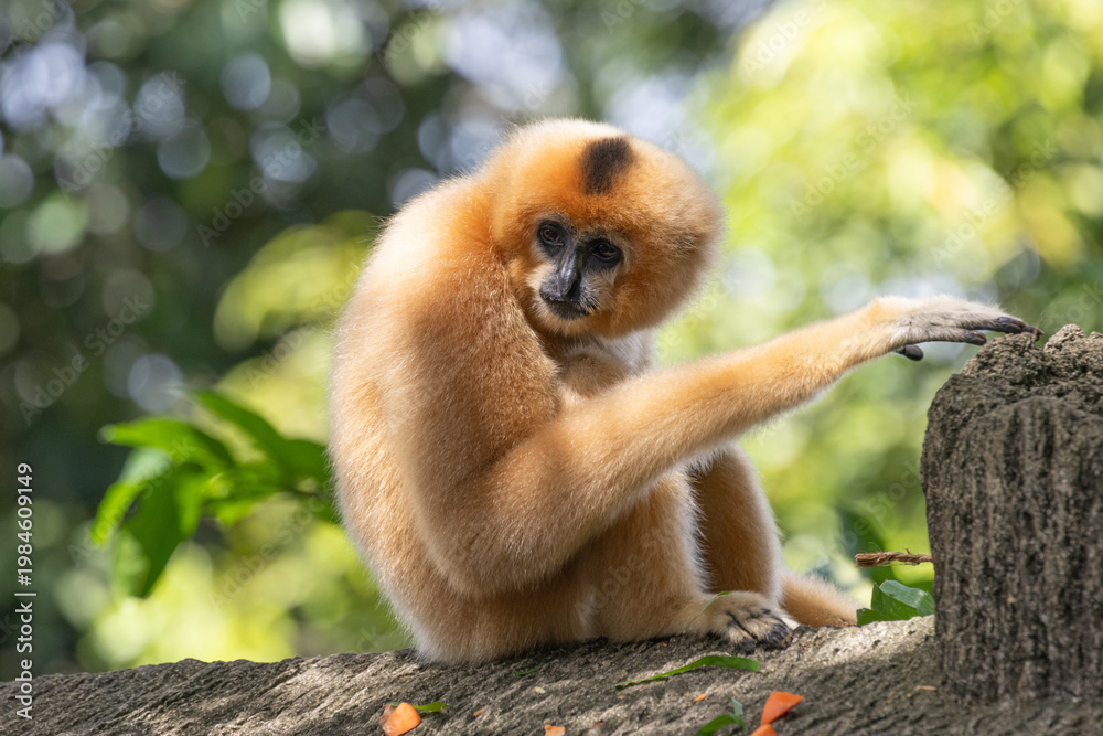 Naklejka premium A yellow-cheeked gibbon in the a forest. Gibbon's mother. A cute primate with long legs in the Asian rainforest.