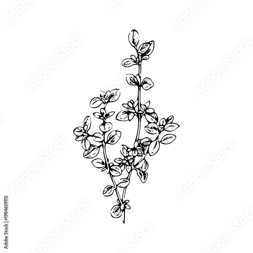 wild thyme illustration