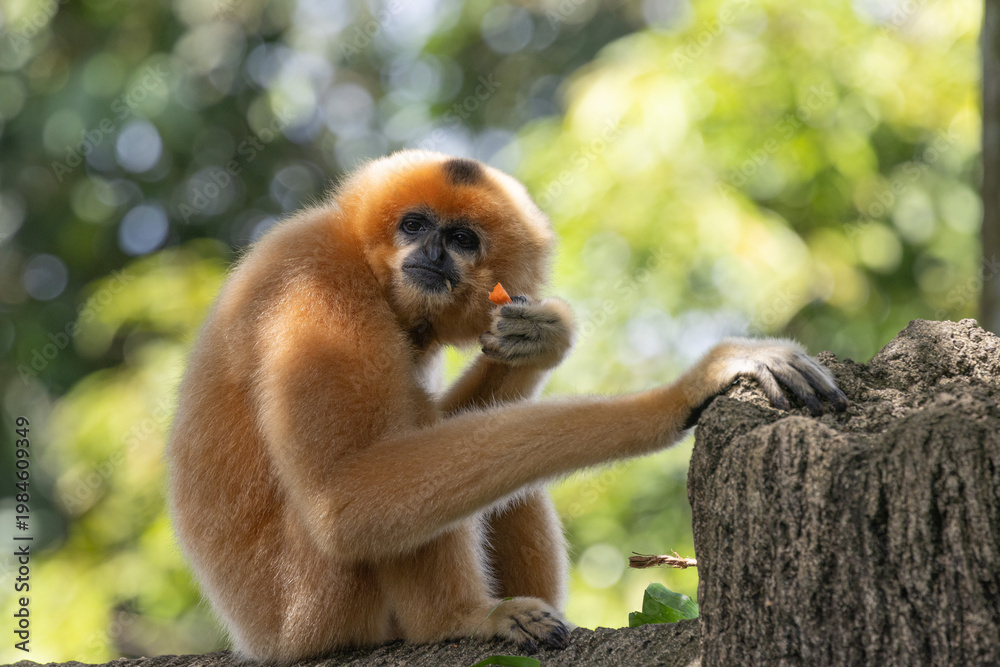Naklejka premium A yellow-cheeked gibbon in the a forest. Gibbon's mother. A cute primate with long legs in the Asian rainforest. 
