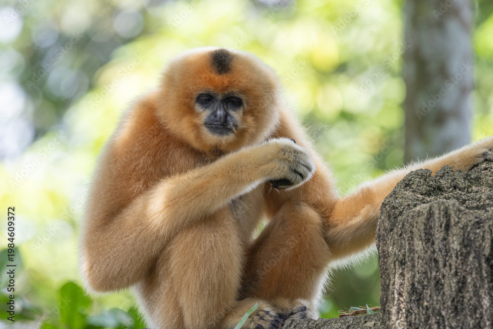 Naklejka premium A yellow-cheeked gibbon in the a forest. Gibbon's mother. A cute primate with long legs in the Asian rainforest. 