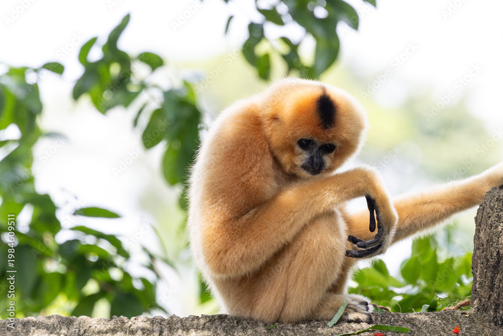 Naklejka premium A yellow-cheeked gibbon in the a forest. Gibbon's mother. A cute primate with long legs in the Asian rainforest. 