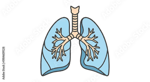 Human lungs anatomy vector illustration with bronchial illustration detailed