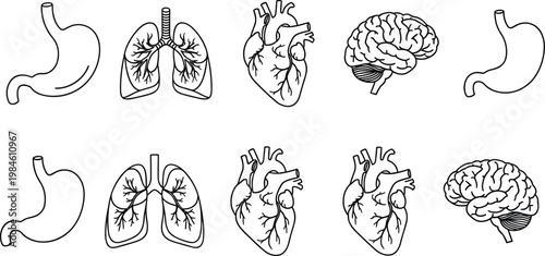 Human Internal Organs Outline Icon Set with Heart Lungs Brain and Stomach Anatomy Medical Vector Collection