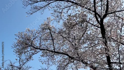 Cherry Blossoms Flowing Blue Sky