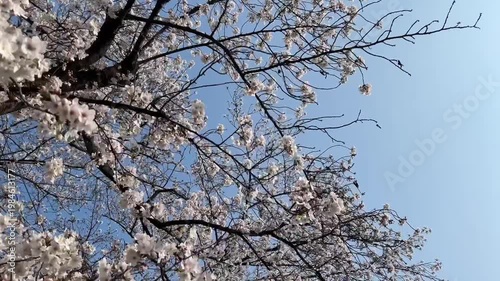 Cherry Blossoms Flowing Blue Sky
