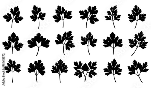 Fresh parsley herb silhouette collection with leaf and stem botanical food vector set isolated on white background