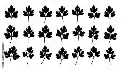 Parsley herb silhouette vector set with fresh leaf and stem kitchen ingredient isolated on white background