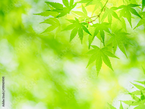 モミジの新緑のある風景。雨上がりの爽やかな風景。自然風景素材。
