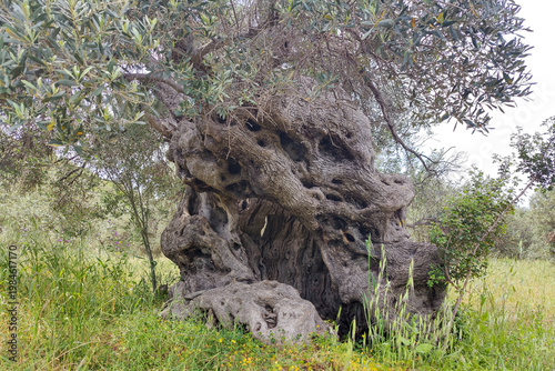 Image of olive tree that is 1500-2000 years old. Olive trees, called 