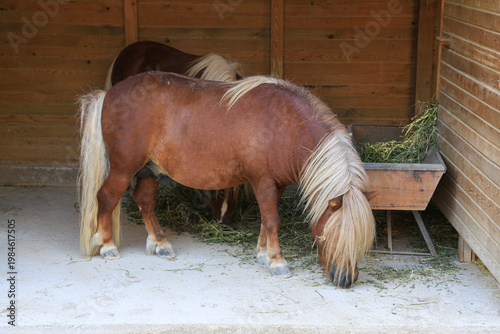 A picture of a pony horse at the zoo.