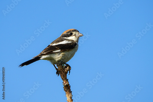 Wildlife-birds. The woodchat shrike (Lanius senator) bird belongs to the laniidae family. Shrub open fields and hedges on the edges of these fields are their habitats. They usually feed on insects.