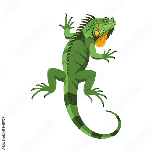 Green iguana climbing with spread limbs on white background