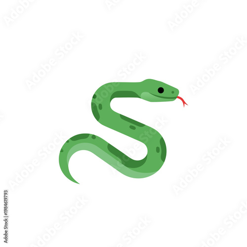 Green snake coiled with tongue out on white studio background