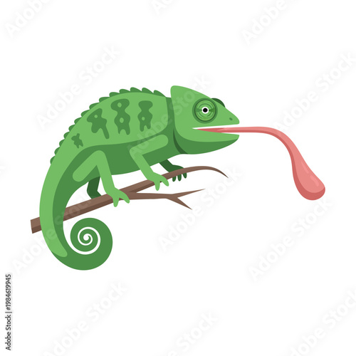 Chameleon extending tongue while perched on thin branch