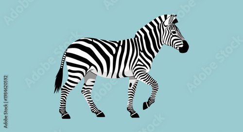 Zebra walking across plain against pale blue backdrop