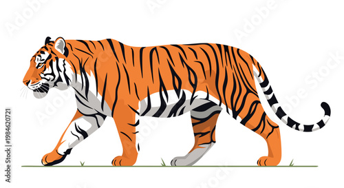Tiger walking across plain white surface with shadow