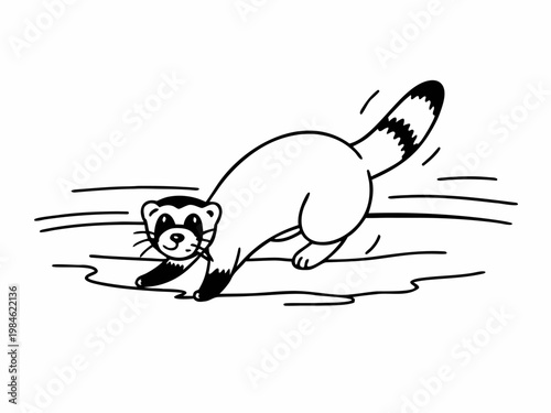 Ferret pouncing or sliding across shallow water surface