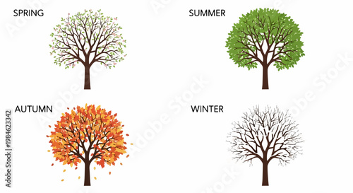 Four seasons tree vector illustration showing spring summer autumn winter changes. Seasonal cycle concept for nature education or weather forecast. Four seasons tree graphic for educational material.