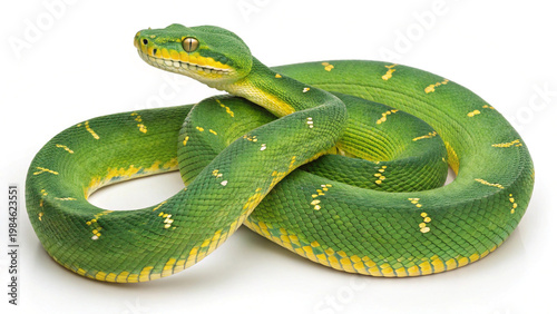 Emerald tree boa green snake with yellow markings