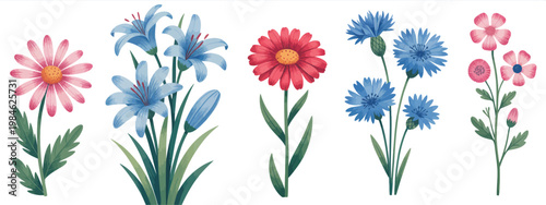 Red pink and blue flower vector set, collection of gerbera bluebell chicory and assorted wildflowers, clean botanical illustrations with bright natural color palette, isolated floral elements 